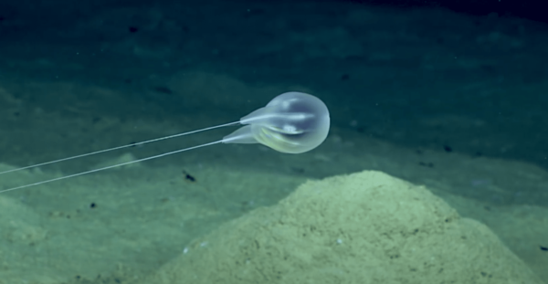 Comb Jelly - Combing-the-Deep-NOAAs-Discovery-of-a-New-Ctenophore-1