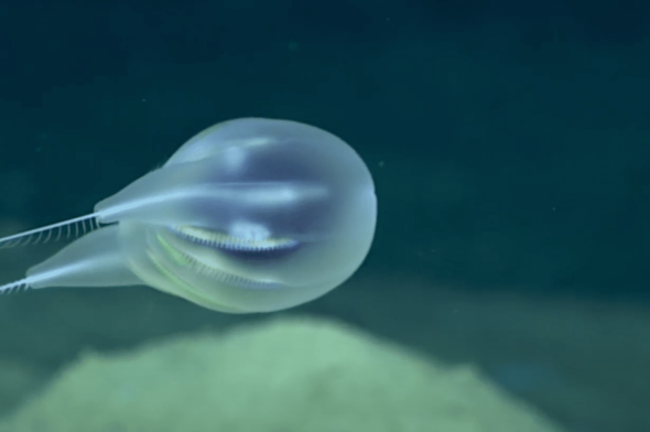 Comb Jelly - Combing-the-Deep-NOAAs-Discovery-of-a-New-Ctenophore-2