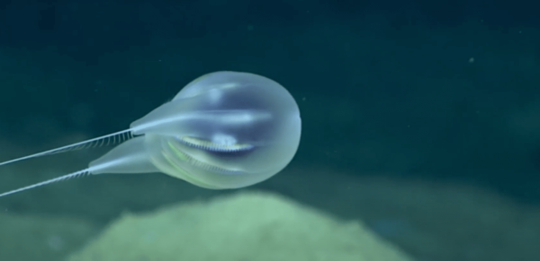 Comb Jelly - Combing-the-Deep-NOAAs-Discovery-of-a-New-Ctenophore-2