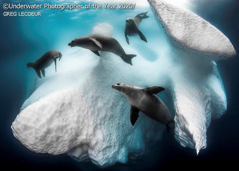 Underwater Photographer of the Year - Greg Lecoeur (France) vincitore del UPY 2020