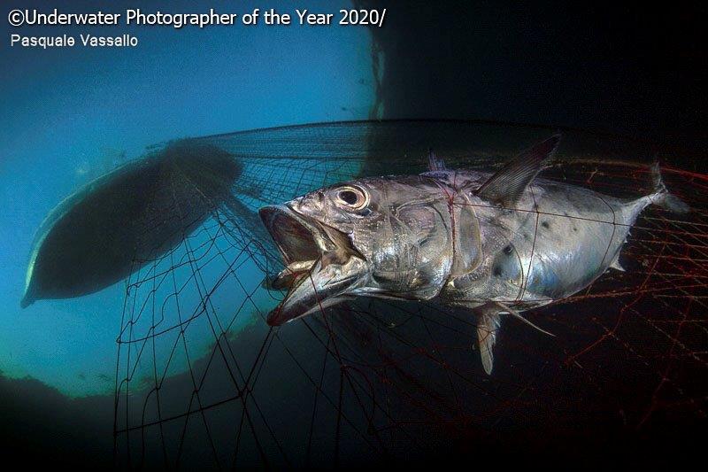 Underwater Photographer of the Year - Pasquale Vassallo Marine Conservation Photographer of the Year 2020