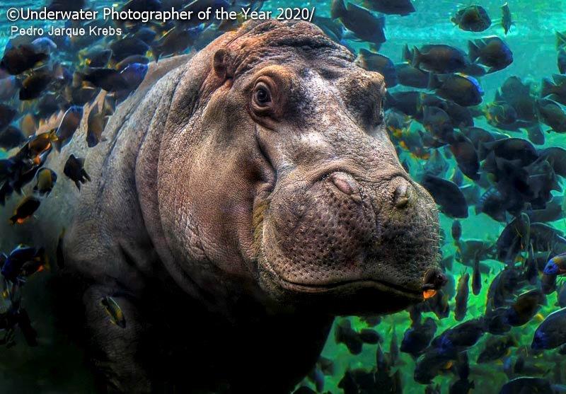 Underwater Photographer of the Year - Pedro Jarque Krebs (Peru)