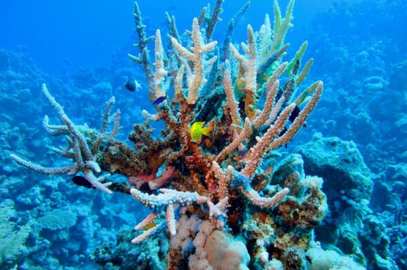 acropora cervicornis (foto di paolo ponga)