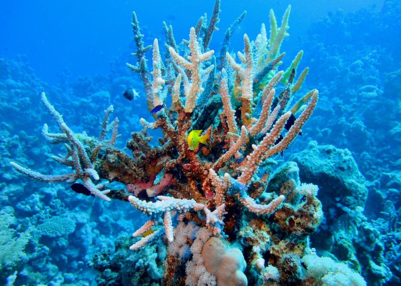 acropora cervicornis (foto di paolo ponga)