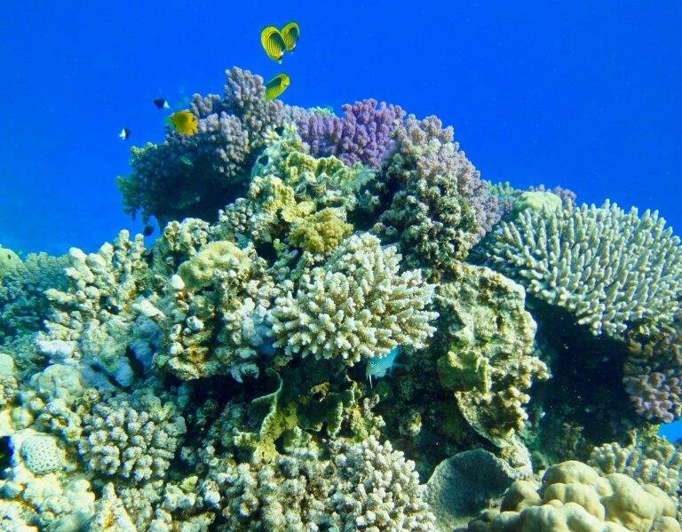 barriera corallina (foto di paolo ponga) (2)