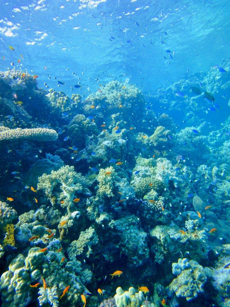 barriera corallina (foto di paolo ponga)
