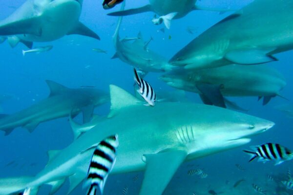 Le 12 migliori località del 2021 per immergersi tra i “giganti” del mare