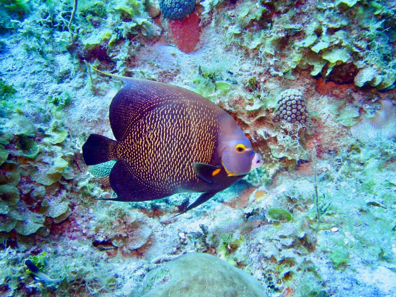 pesce angelo (foto di paolo ponga)