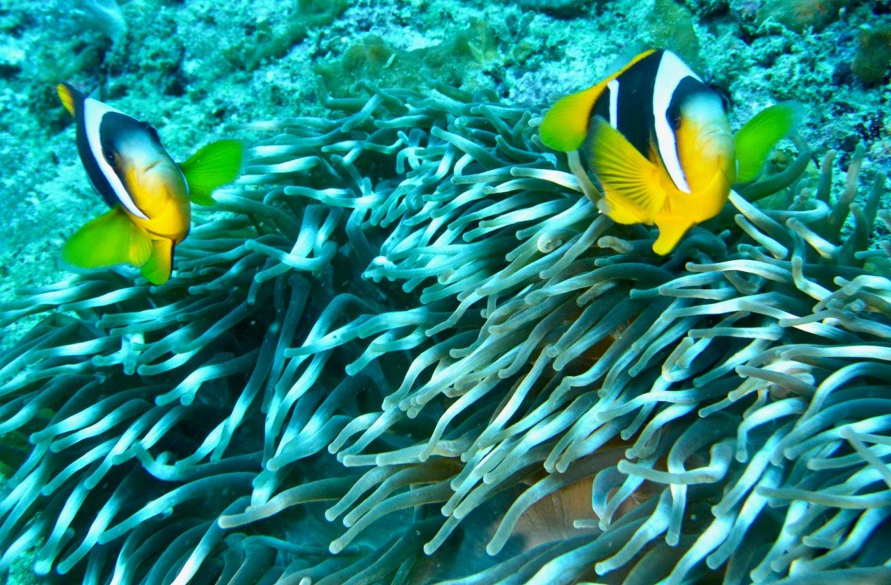 pesce pagliaccio e anemone (foto di paolo ponga)
