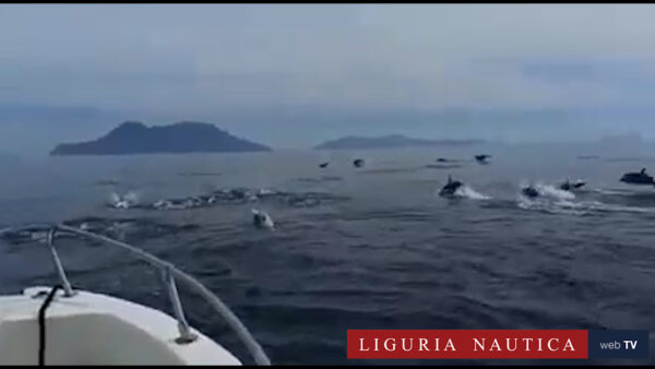 Decine di delfini nuotano intorno a una barca a filicudi