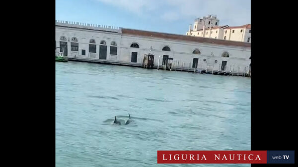 Due delfini nuotano nel Canal Grande a Venezia