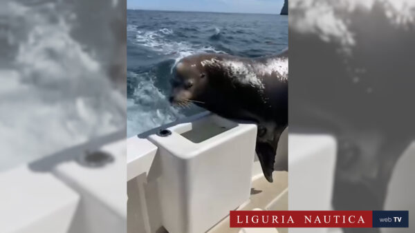 Video dei pellicani e della foca che mangiano pesce su una barca
