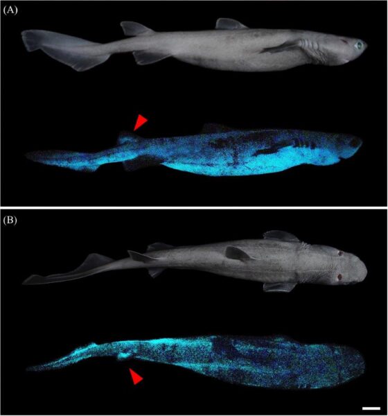 squali bioluminescenti, Dalatias licha (fonte Frontiers in Marine Science)