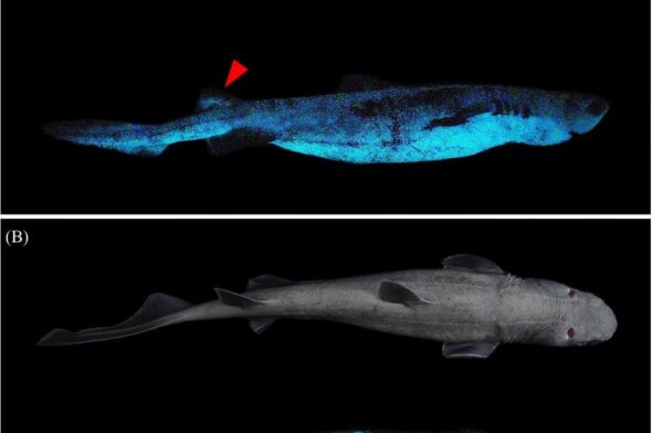 “Glowing” sharks discovered in New Zealand