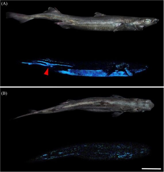 squali bioluminescenti, Etmopterus lucifer (fonte Frontiers in Marine Science) (2)