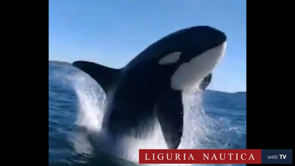 L'orca salta e sfiora la barca dei turisti