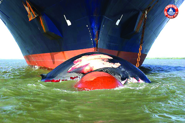 Save the Whales - Whale-hit-by-ship