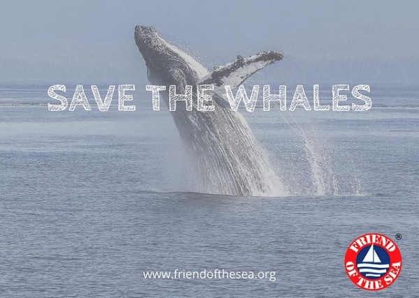 Save the Whales - whales1