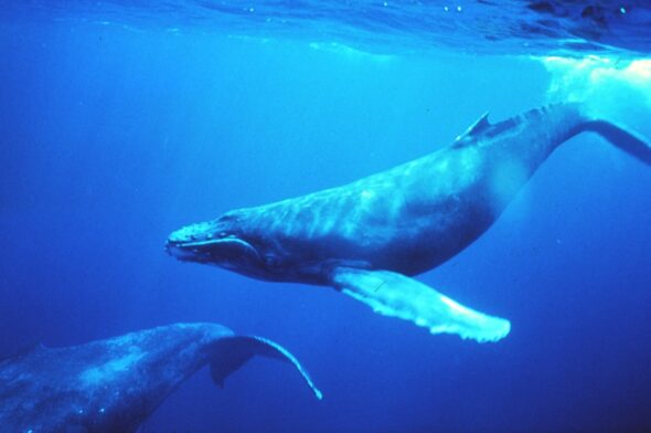 Michael Packard e la balena - 1280px-Humpback_whales_in_singing_position wikipedia