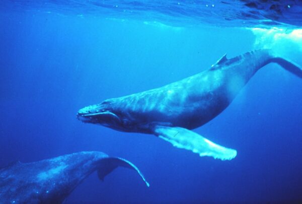 Michael Packard e la balena - 1280px-Humpback_whales_in_singing_position wikipedia
