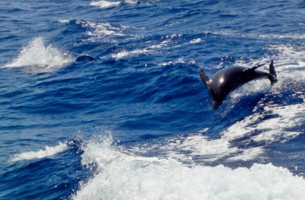 delfini, Tursiops aduncus - foto paolo ponga (4)