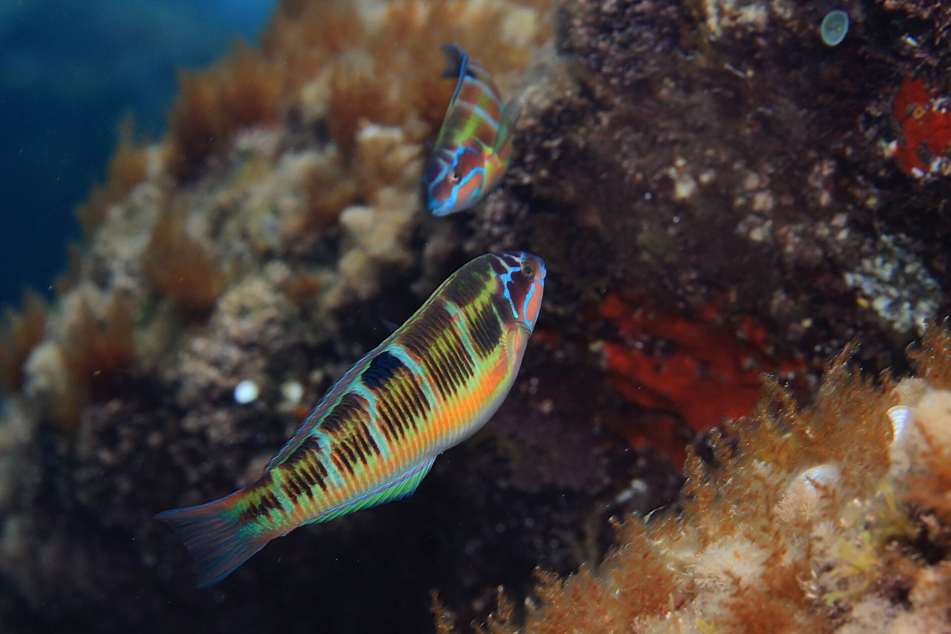 safari fotosub, Bogliasco - Donzelle pavonine di Paolo Battiato