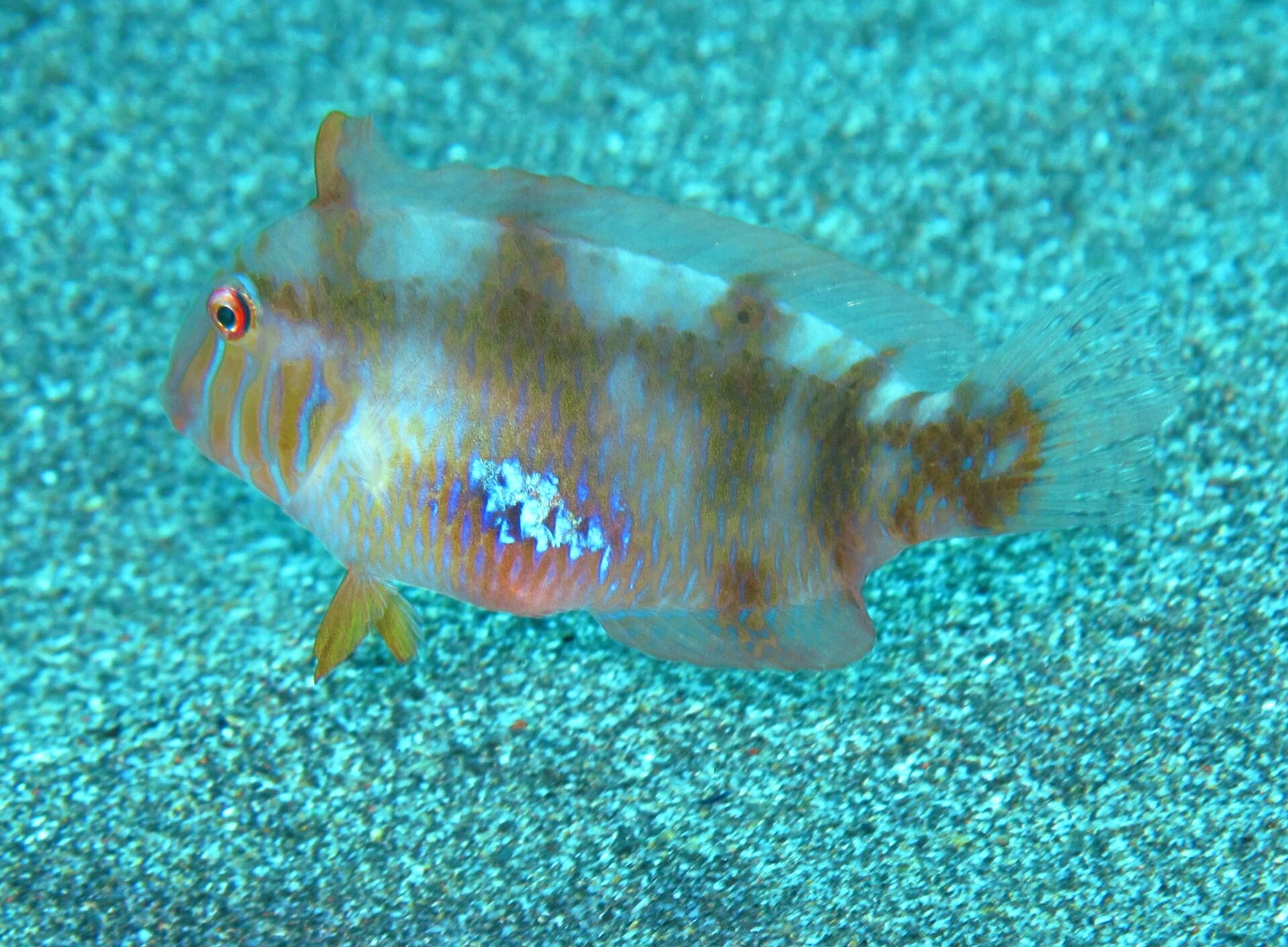 safari fotosub, Bogliasco - PESCE PETTINE di ALFONSO SABELLA