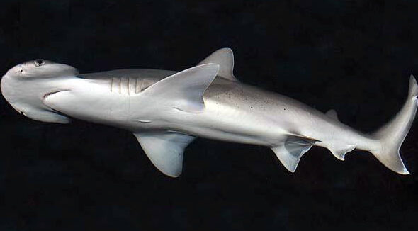 squali - Sphyrna_tiburo_SI wikipedia