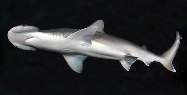 squali - Sphyrna_tiburo_SI wikipedia