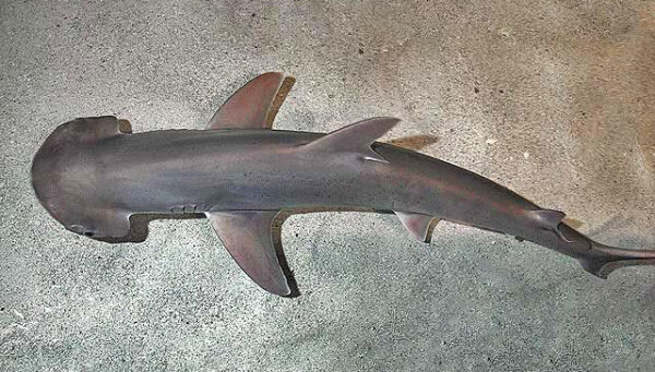 squali - Sphyrna_tiburo_SI2 wikipedia