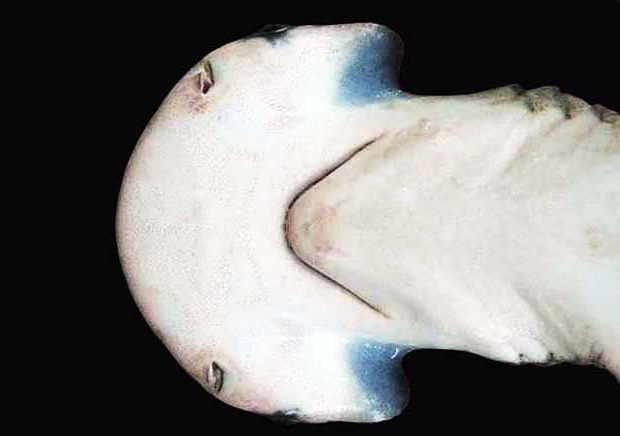 squali - Sphyrna_tiburo_head wikipedia