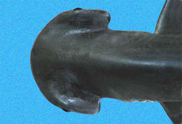 squali - Sphyrna_tiburo_head2 wikipedia