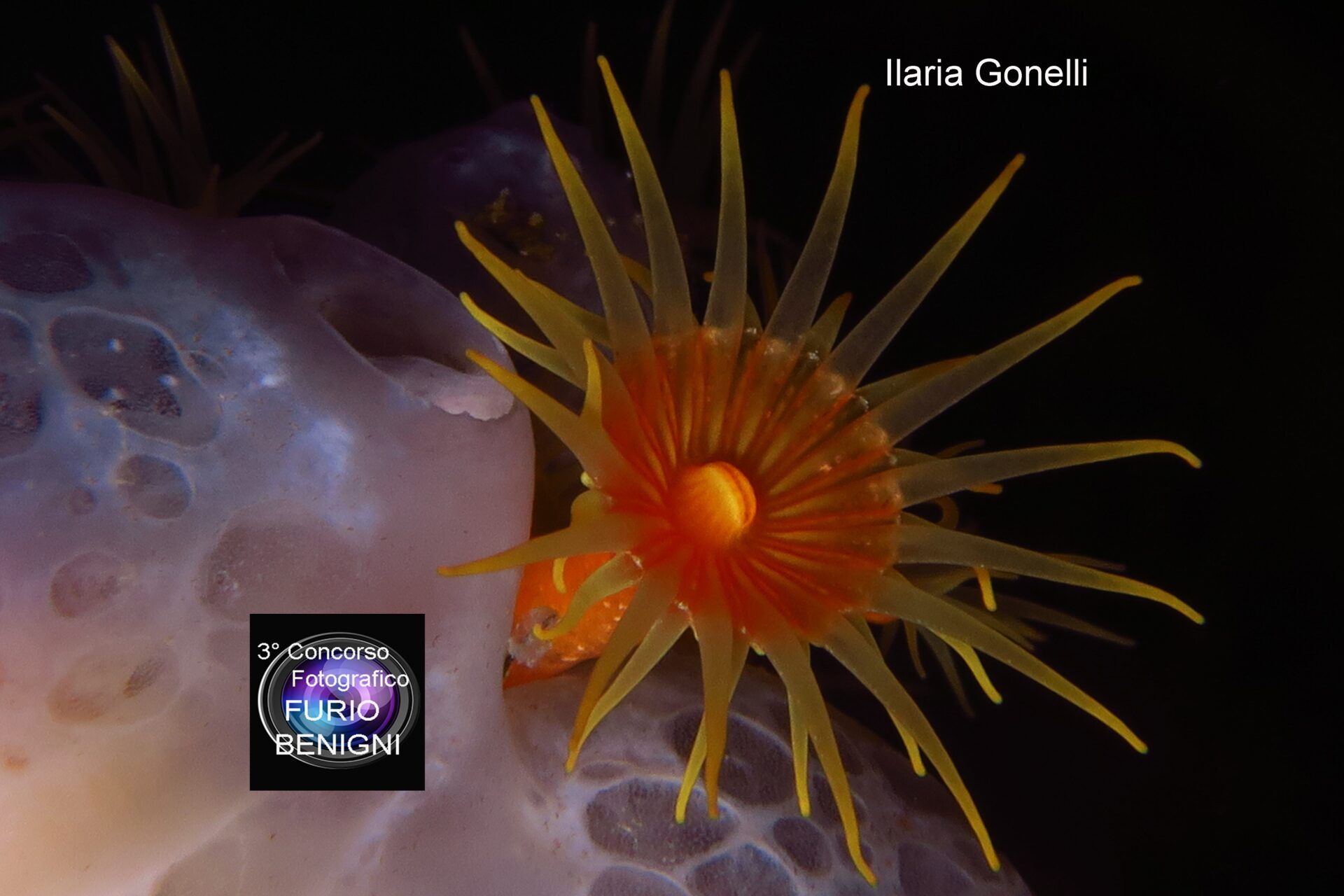 subacquea, Concorso Fotografico Furio Benigni - ILARIA GONELLI, Sunflower