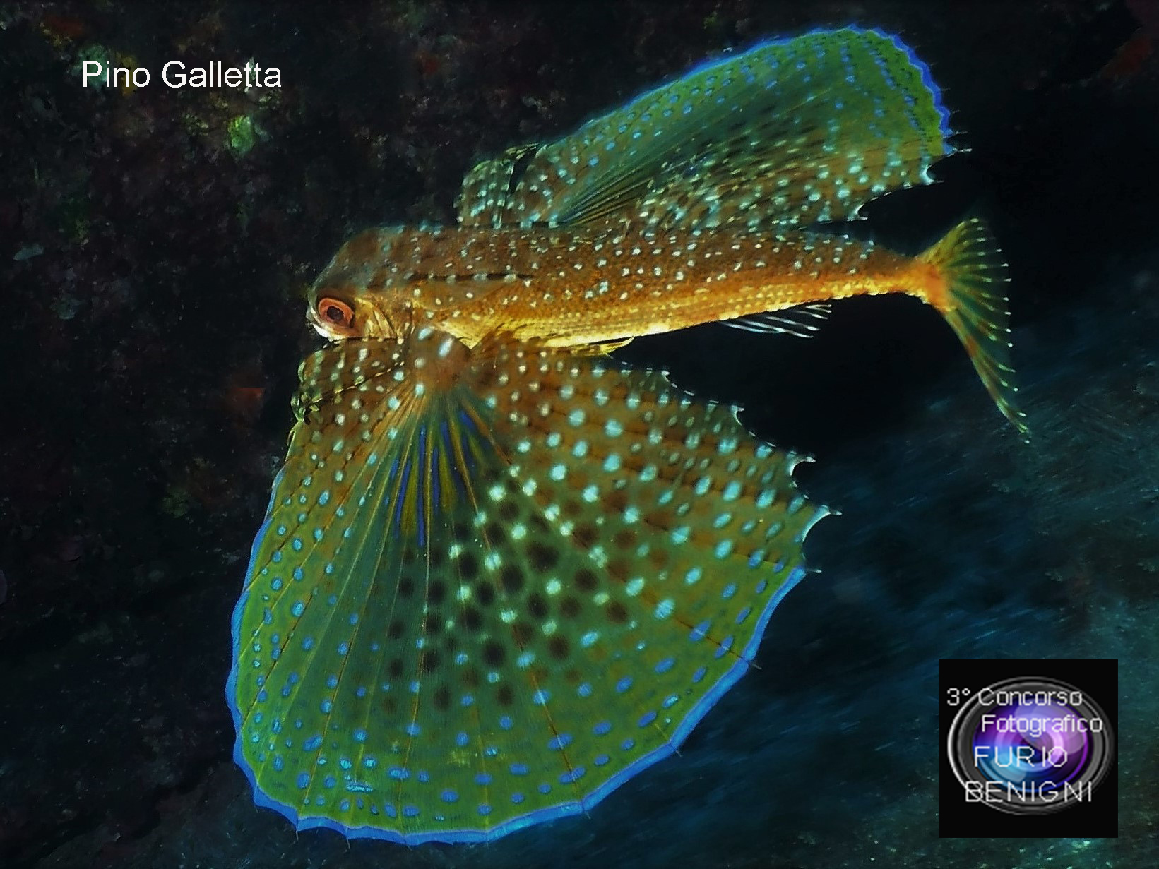 subacquea, Concorso Fotografico Furio Benigni - PINO GALLETTA, Dactylopterus volitans
