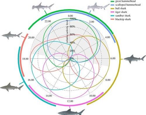 distribuzione oraria squali (fonte Karissa Lear)
