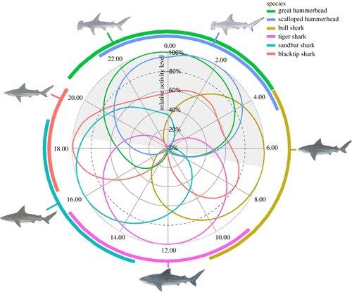 distribuzione oraria squali (fonte Karissa Lear)