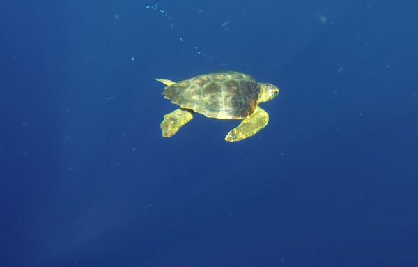 tartaruga marina, nidificazione in Liguria - Esemplare adulto in mare dopo operazione rilascio