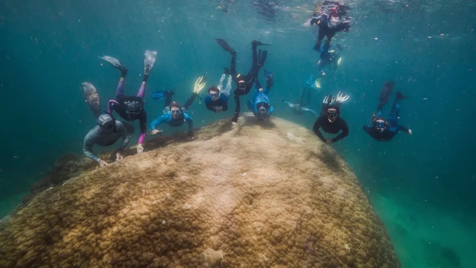 Grande Barriera Corallina Muga Dhambi - ong reef ecologic-richard woodgett-grumpy turtle