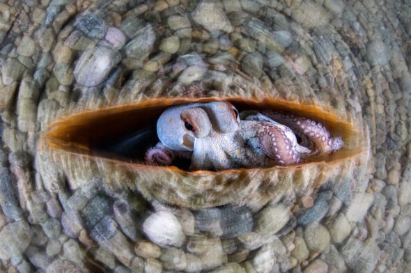 concorso fotografia CUPOTY - Alessandro Grasso, Circular Octopus