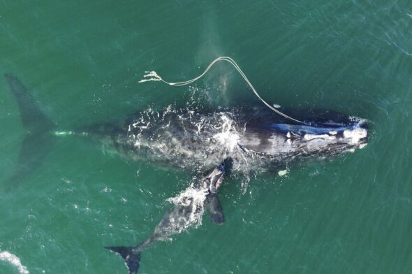 balena partorisce impigliata in una cima