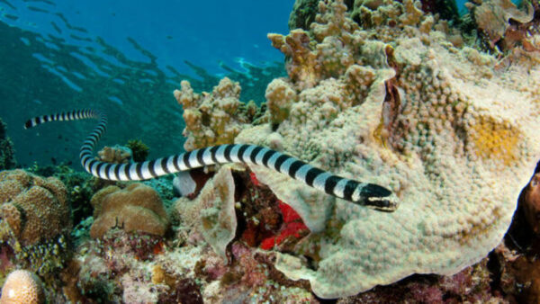 Perché i serpenti di mare australiani cercano di “accoppiarsi” con i subacquei