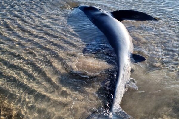 Squalo azzurro partorisce in spiaggia
