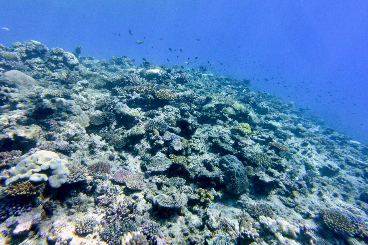 UNESCO, scoperta nuova barriera corallina