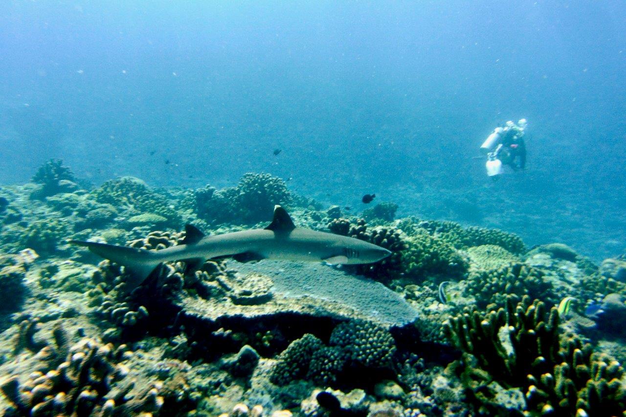 UNESCO, scoperta nuova barriera corallina