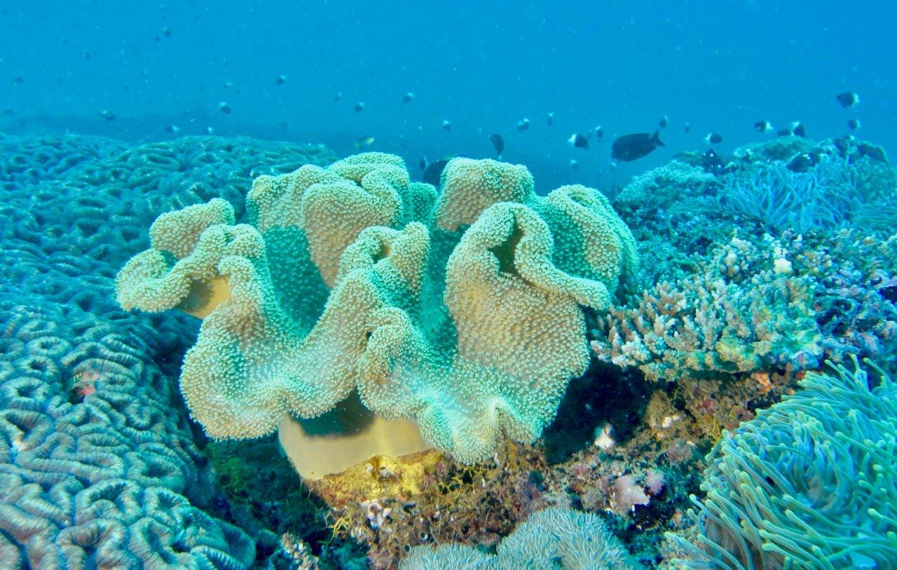 UNESCO, scoperta nuova barriera corallina