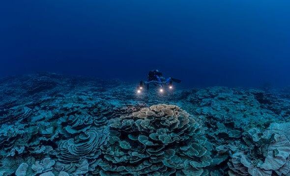 UNESCO, scoperta nuova barriera corallina - fonte unesco alexis rosenfeld