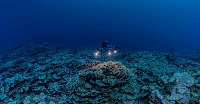 UNESCO, scoperta nuova barriera corallina - fonte unesco alexis rosenfeld