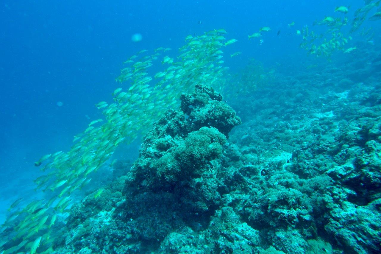 UNESCO, scoperta nuova barriera corallina