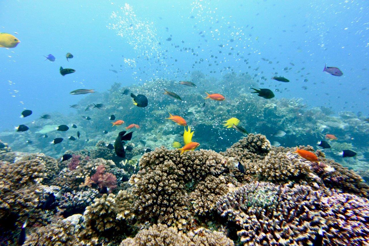 I coralli non possono sopravvivere ad un aumento della temperatura