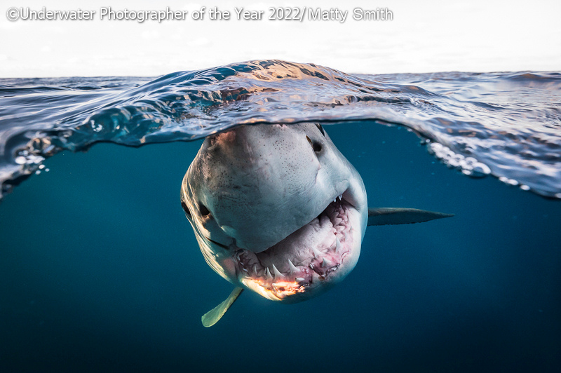 British Underwater Photographer of the Year 2022: 'A 3.5m great white curiously approaches my lens'
Matty Smith 
FONTE: https://underwaterphotographeroftheyear.com
